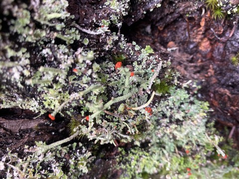 British soldiers (<em>Cladonia transcendens</em>)