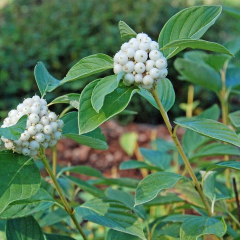 Cornus sericea (red-twig dogwood) berries