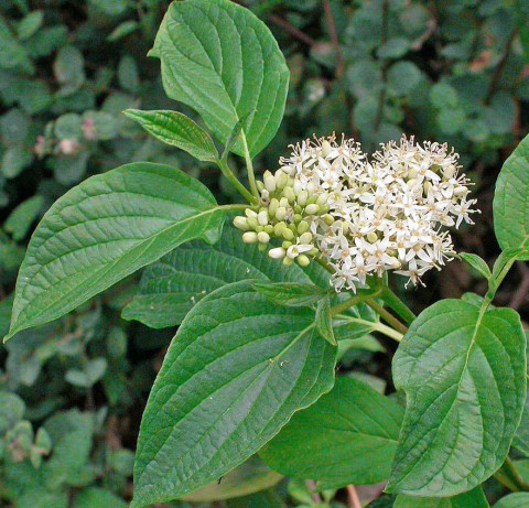 Cornus sericea (red-twigged dogwood) flower