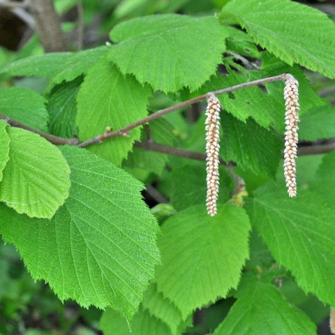 Corylus cornuta   (Hazelnut)