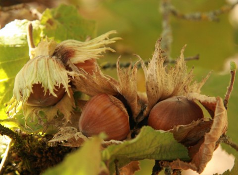 Corylus cornuta   (Hazelnut)