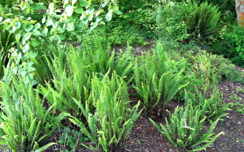 Blechnum spicant  (deer fern).