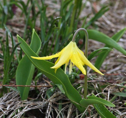 Erythronium grandiflora (yellow fawn lily)