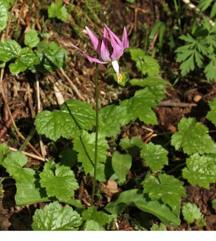 Erythronium revolutum (pink fawn lily)