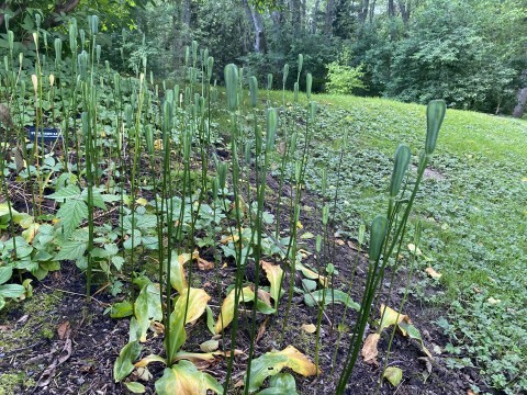 Erythronium revolutum (pink fawn lily) in July