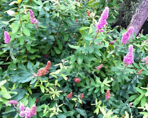 Spirea douglasii  (Douglas spirea or hardhack)