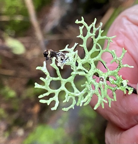 Forking bone lichen (<em>Hypogymnia imshaugii</em>)