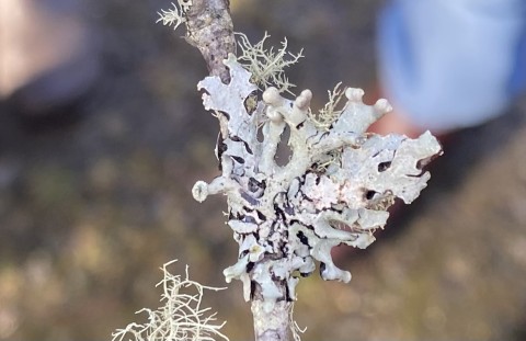 <em>Hypogymnia physodes</em>