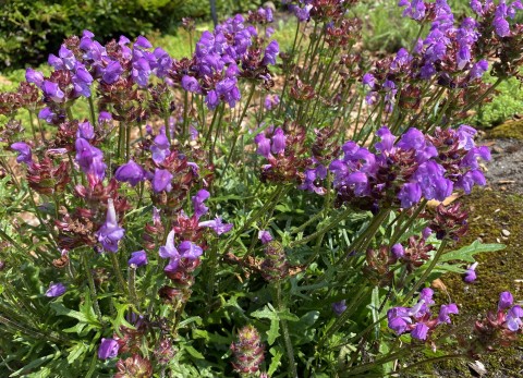 Self-heal 'Magdalena' 