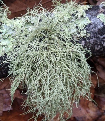 <em>Usnea</em> (with ragbag lichen behind it) <em>Usnea</em> (with ragbag lichen behind it)