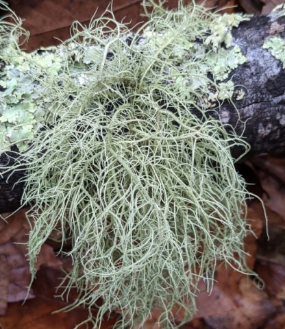 <em>Usnea</em> (with ragbag lichen behind it)