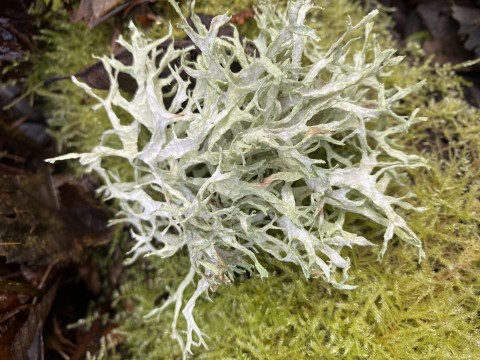 Antlered perfume (<em>Evernia prunastri</em>)