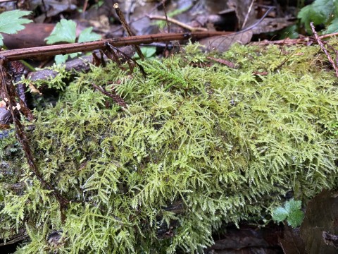 Oregon beaked moss (<em>Kindbergia oregana</em>)