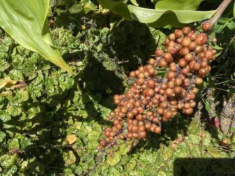 Maianthemum reacemosum (false Solomon's seal) - July berries