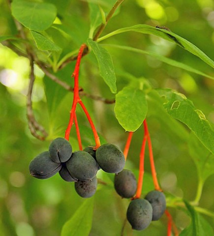 Oemleria cerasiformis  (Indian plum)