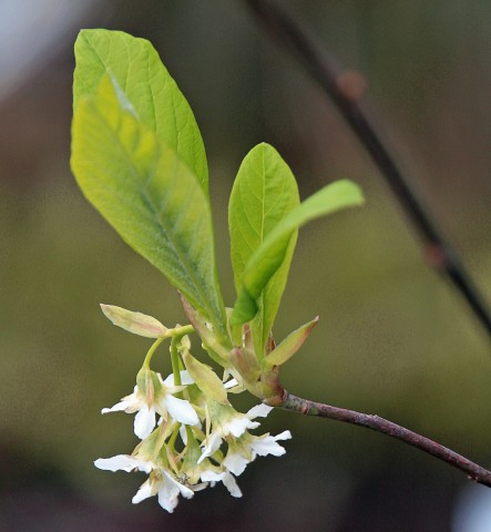 Oemleria cerasiformis  (Indian plum)