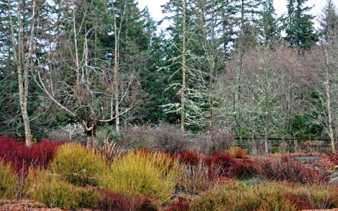 Cornus sericea (red-twig dogwood) colorful winter stems