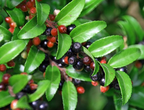 Vaccinium ovatum  (evergreen huckleberry)