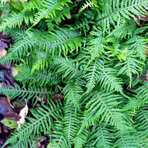 Polypodium glycyrrhiza  (licorice fern)