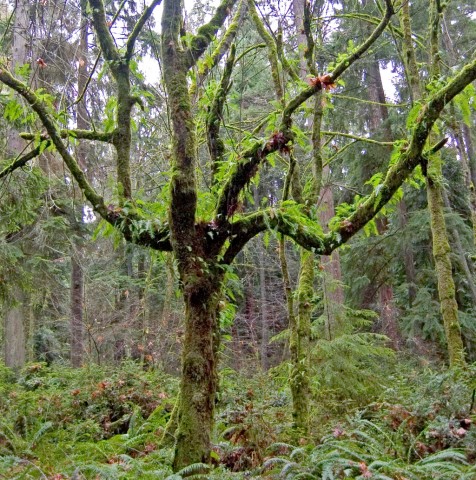 Polypodium glycyrrhiza (licorice fern) growing in a tree