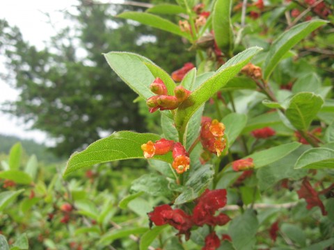 Lonicera involacrata (black twinberry)