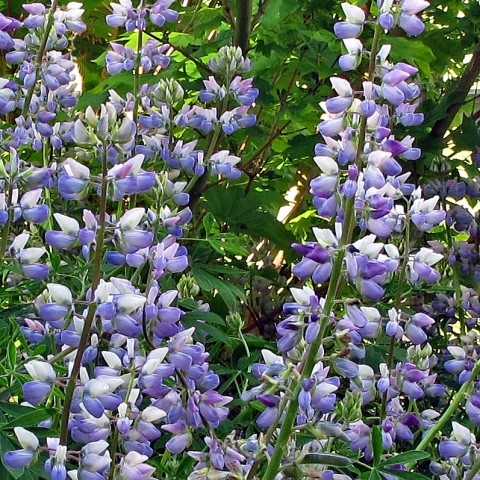 Lupinus rivularis  (riverside lupine)