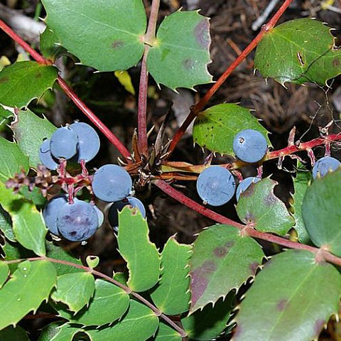 Mahonia nervosa   (Cascade Oregon grape)