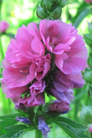 Sidalcea hendersonii   (Henderson's checkermallow)