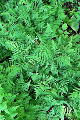 Gymnocarpium dryopteris   (oak fern)