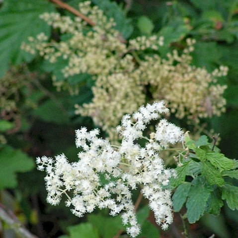 Holodiscus discolor (oceanspray)