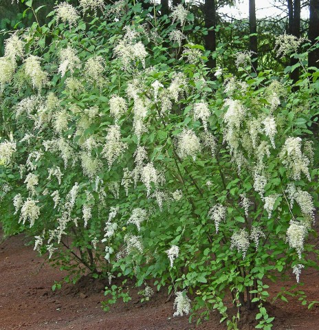 Holodiscus discolor (oceanspray)