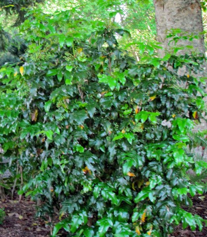 Mahonia aquifolium   (tall Oregon grape)