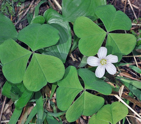 Oxalis oregana (redwood sorrel)