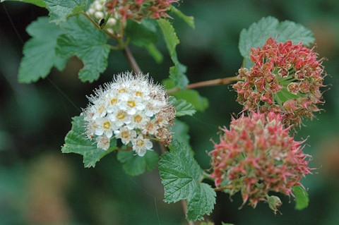 Physocarpus capitatus  (Pacific ninebark)