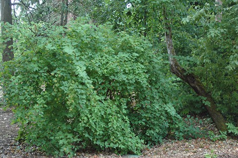 Physocarpus capitatus  (Pacific ninebark)