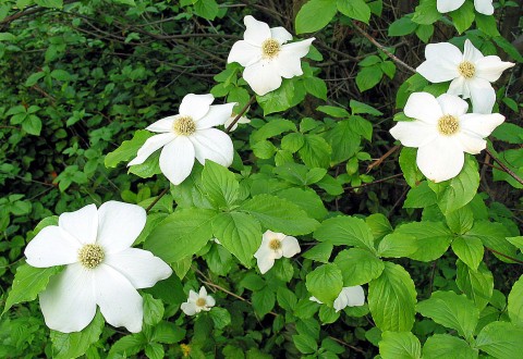 Cornus nuttallii (Pacific dogwood) flower