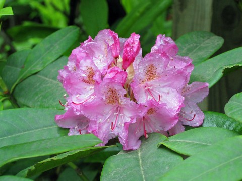 Rhododendron macrophyllum   (Pacific rhododendron)
