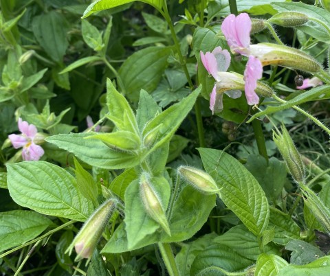 Mimulus lewisii (pink monkeyflower)