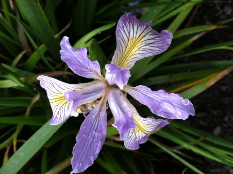 Iris douglasiana   (Douglas iris)