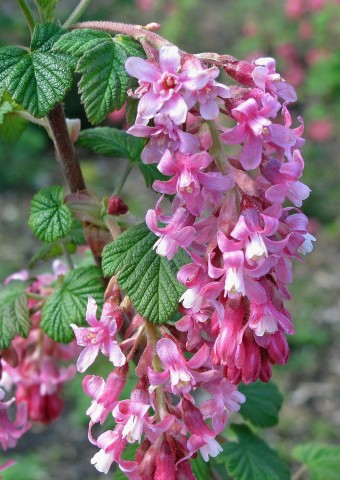 Ribes sanguineum   (red-flowering currant)