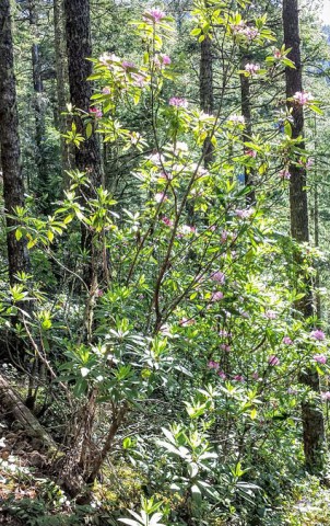 Rhododendron macrophyllum   (Pacific rhododendron)