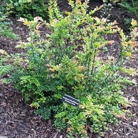 Vaccinium ovatum 'Scarlet Ovation'  (evergreen huckleberry)