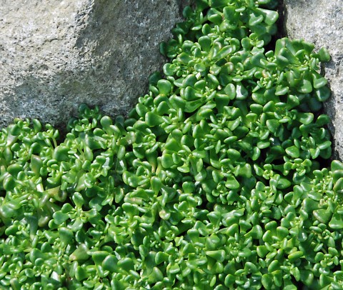 Sedum oreganum  (Oregon stonecrop)