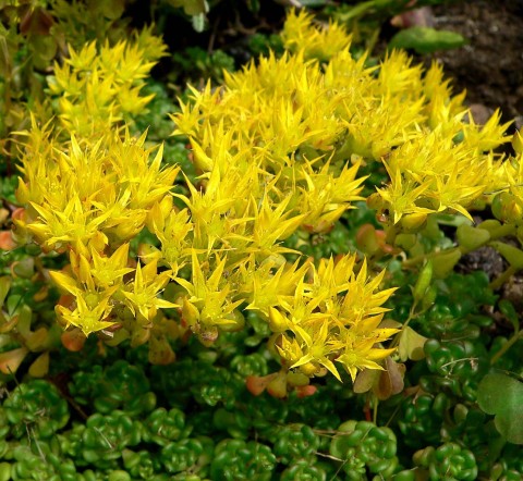 Sedum oreganum  (Oregon stonecrop)