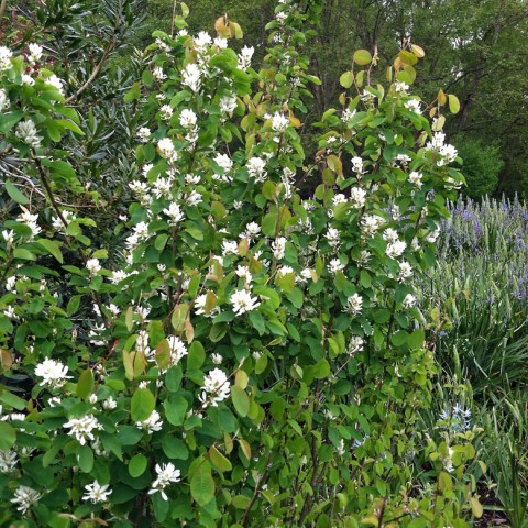 Amelanchier alnifolia  (serviceberry)