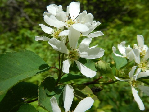 Amelanchier alnifolia  (serviceberry)