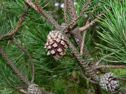 Pinus contorta ssp. contorta (shore pine)