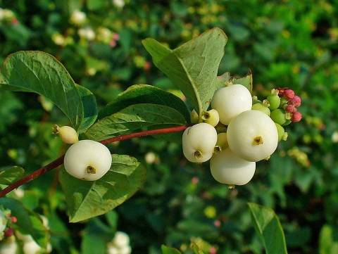 closeup of white berries.
