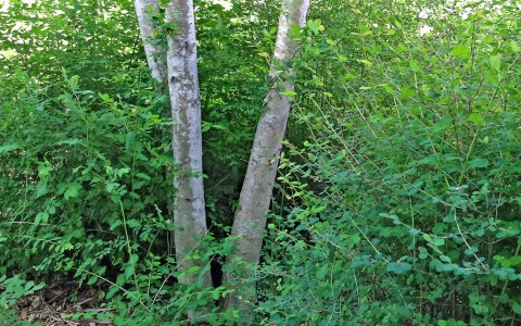 Tree trunks surrounded by shrubs.
