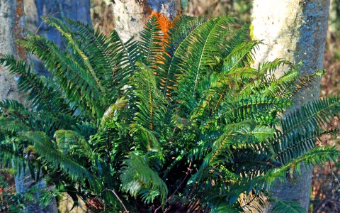 Polystichum munitum  (western sword fern)